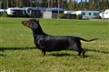 BIR KN Mellerud -25 DSC_2762.JPG
