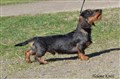 BIR SD Royal Doxie’s Troublemaker  DSC_0894.JPG