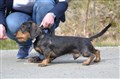 BIR SD Uddevalla -25 DSC_1341.JPG