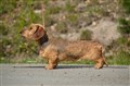 BIR SK Uddevalla -25 DSC_1325.JPG